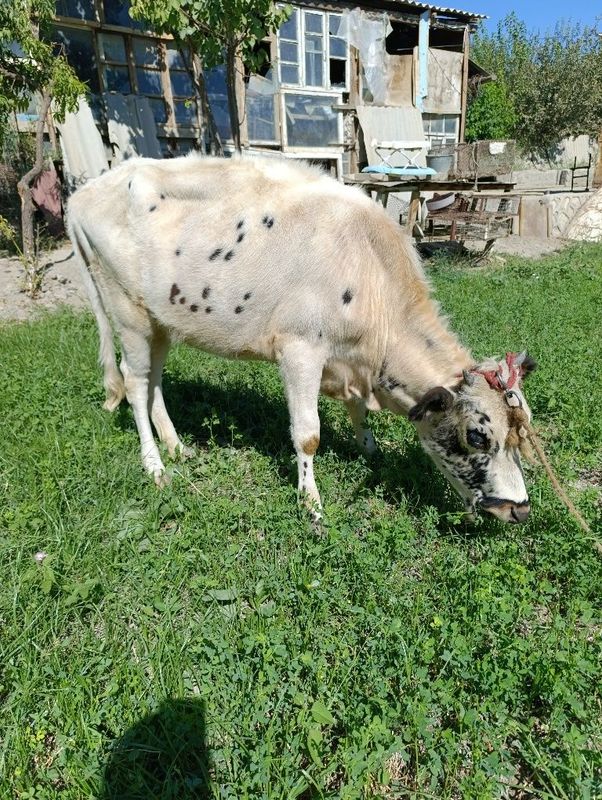 Gʻunojincha 7 8 oylik badani zoʻr rangi oq qora xuron
