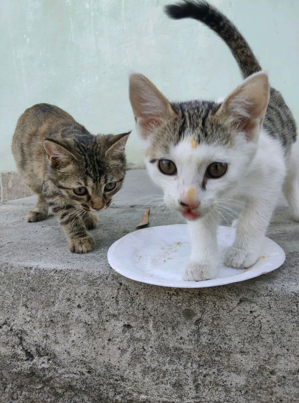 3 ta Mushuk sotiladi zotdor va pokiza