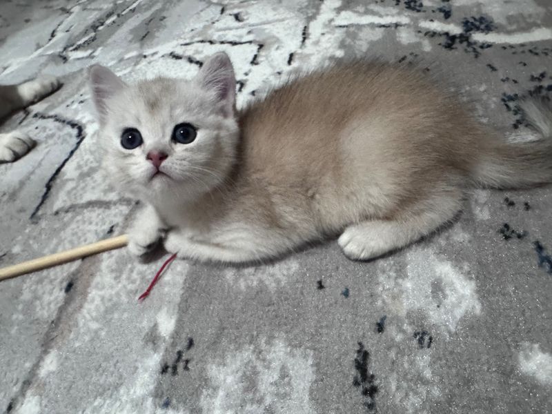 Продаю котят шотландские страйт серебристые и золотые Продаю котят шотландские страйт серебристые и золотые