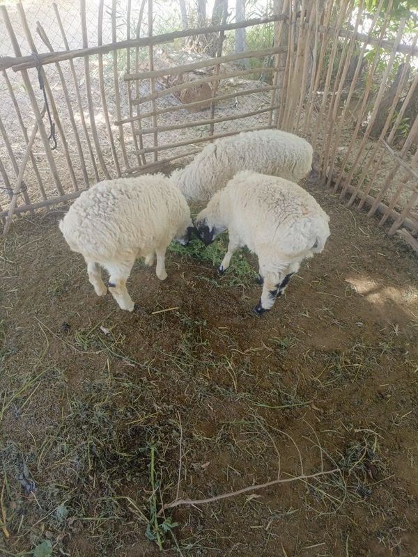 bu yilgi qoʻzlar bu yilgi qoʻzlar