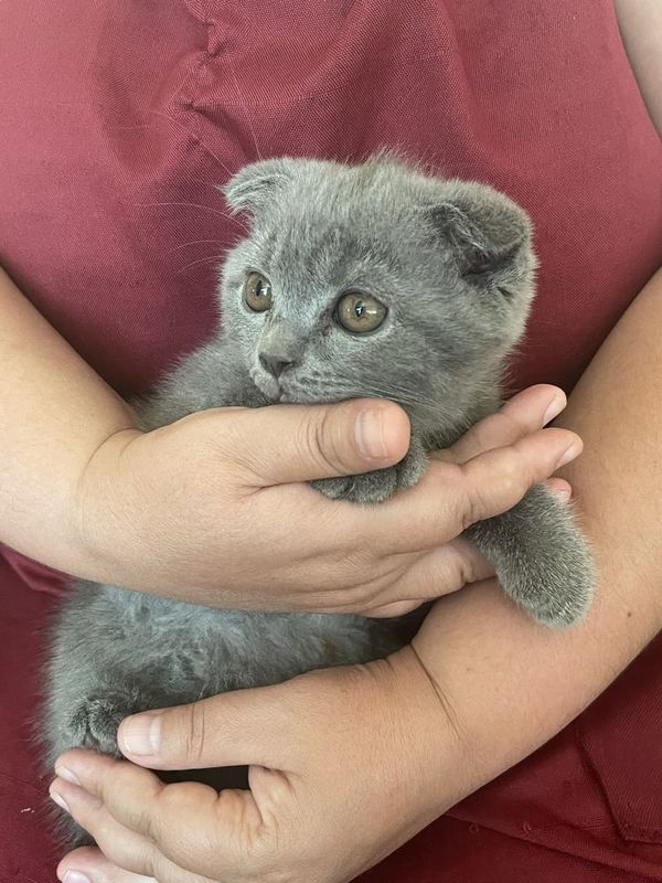 Срочно продам 3 месячных котят Срочно продам 3 месячных котят