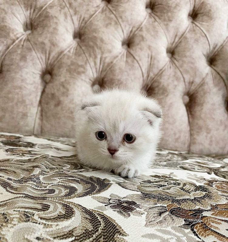 Продаются котята скоттиш фолд пойнт окрас Продаются котята скоттиш фолд пойнт окрас