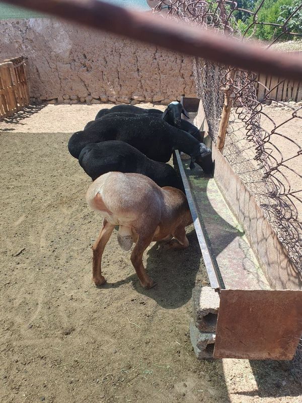 Qoy.qochqor. кочкор.куй кой