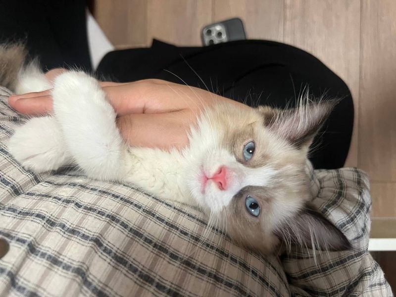 Отдам котенка породы рэгдолл в хорошие руки