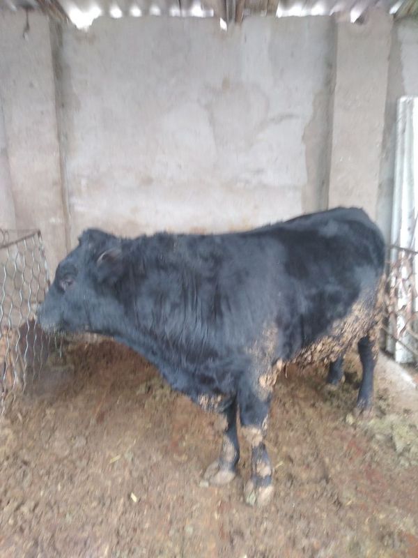 buqasha Angus 7,8 oili