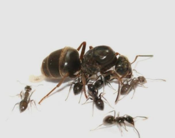 Продам маток lasius niger цена договорная Продам маток lasius niger цена договорная