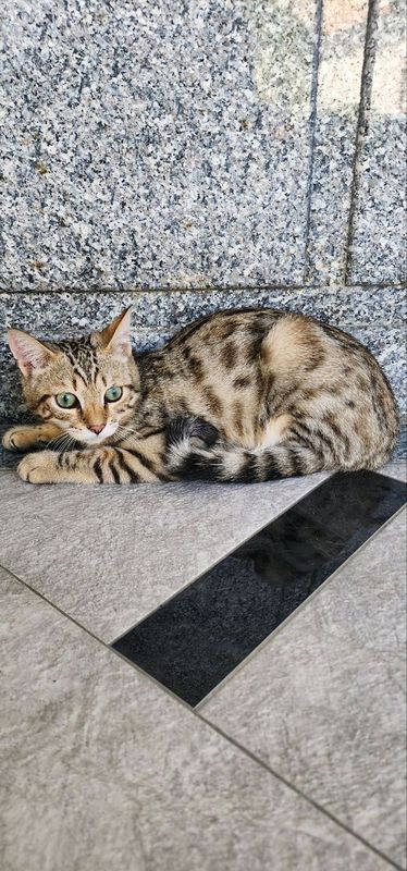 Бенгалськие котёнок Бенгалськие котёнок