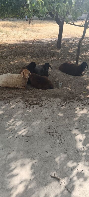 Quy quzilar sirochno sotiladi Quy quzilar sirochno sotiladi