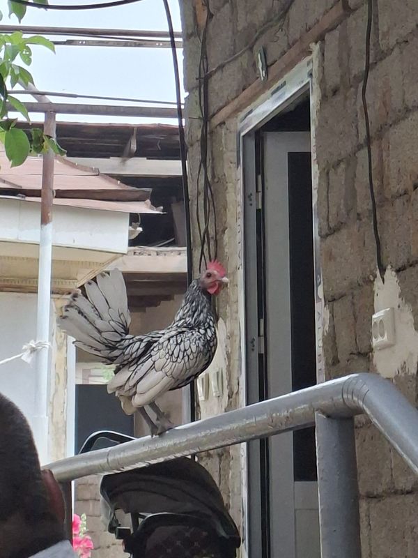 Serebiro Sibrayit yapon joja xorozi sotiladi 2dona bor 3oydan owkan Serebiro Sibrayit yapon joja xorozi sotiladi 2dona bor 3oydan owkan