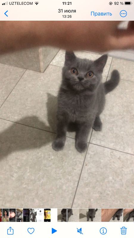 Mushukcha 3 oyli qoni toza sog’lom mushuk