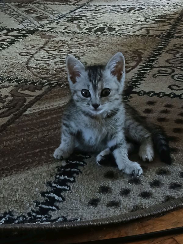 Mushuk Hadyaga beriladi.