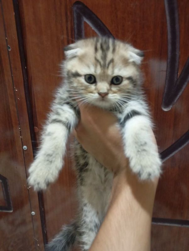 Scottish fold chinchilla