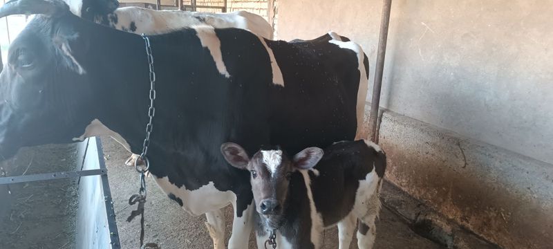 Ona bola sigir sotiladi Ona bola sigir sotiladi