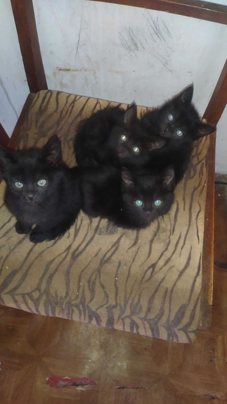 Котята мышеловы черные