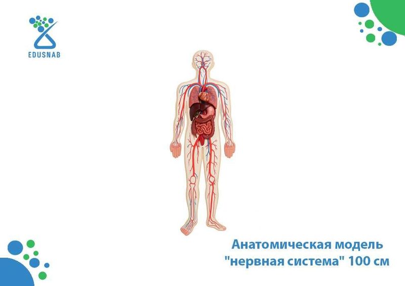 Анатомическая модель "нервная система" 100 см Анатомическая модель "нервная система" 100 см