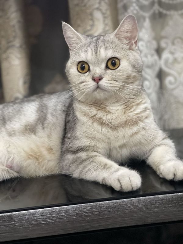 Кошка породистая шиншилла Кошка породистая шиншилла