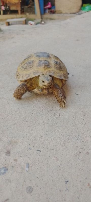 Toshbaqa sotiladi sogʻlom Toshbaqa sotiladi sogʻlom