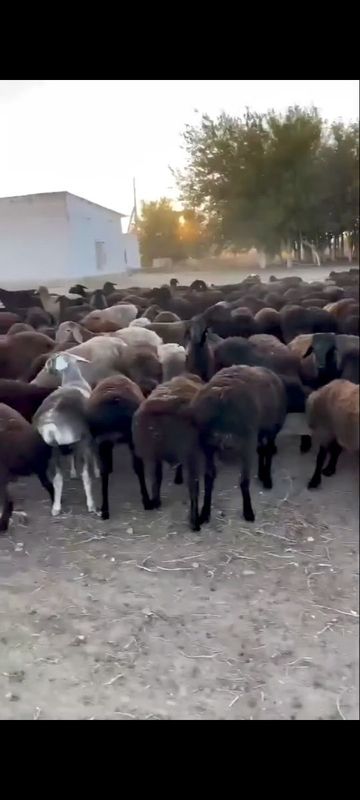 Qoy yungini olamiza Qoy yungini olamiza