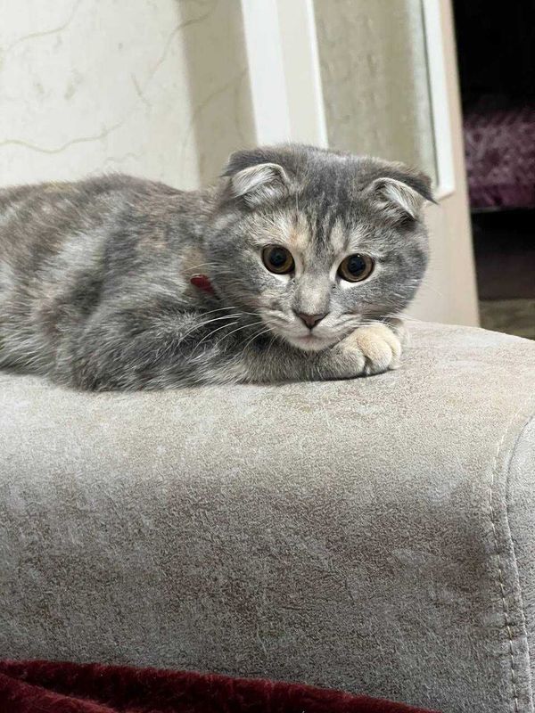 Scottish fold 6 oylik