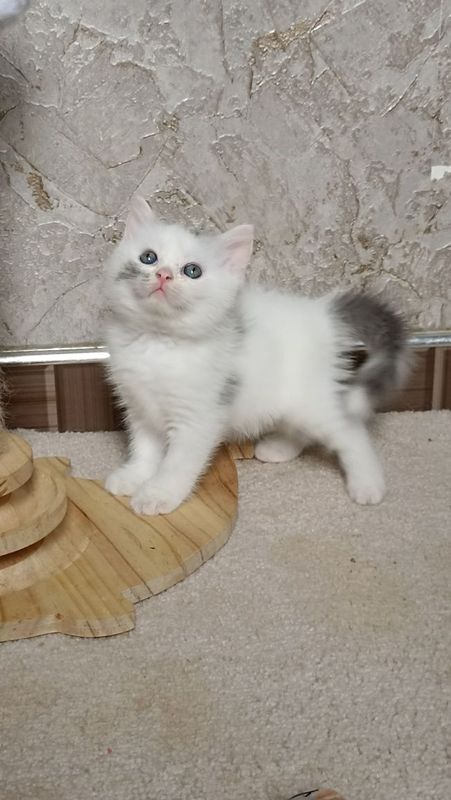 Продаётся котёнок скоттиш страйт Продаётся котёнок скоттиш страйт