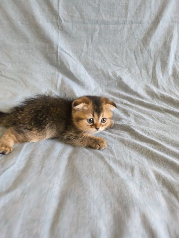 Mushu bolasi zalataya shilshila zotli 3 oyli Mushu bolasi zalataya shilshila zotli 3 oyli