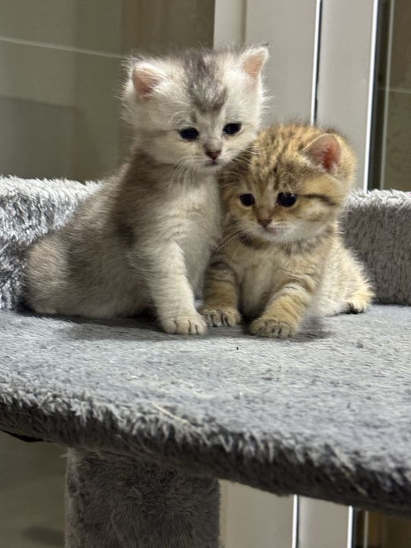 продается котята британская шиншилла