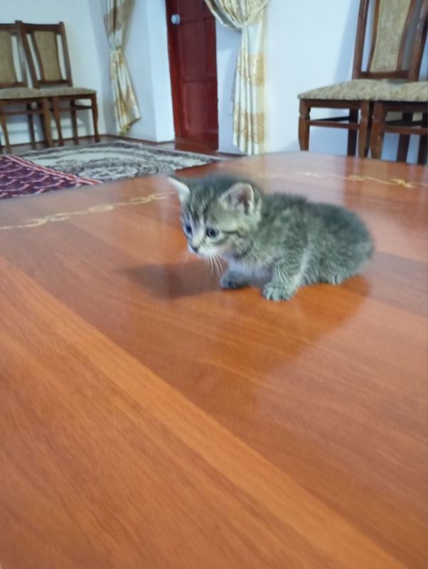 Pishiqlar satiladi