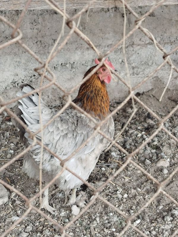 Xoʻroz tovuqla srochna sotiladi Xoʻroz tovuqla srochna sotiladi