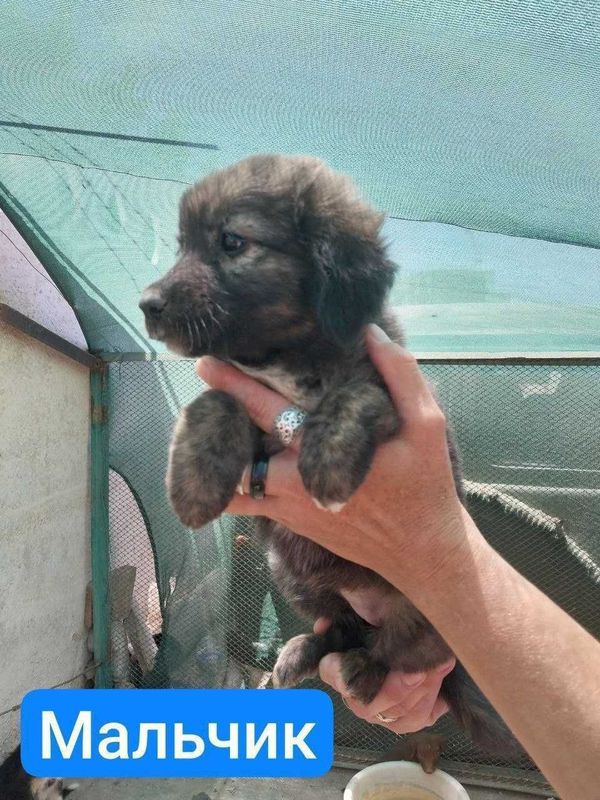 Отдам щенков в хорошие руки