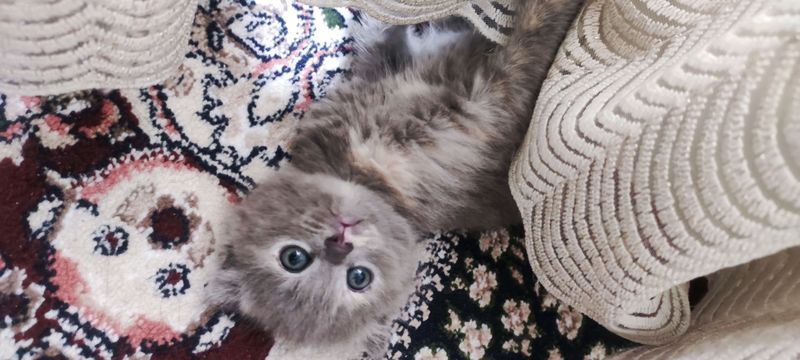 Шотландская вислоухая Шотландская вислоухая