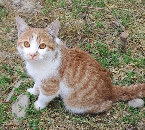 Отдам котенка мальчика Отдам котенка мальчика