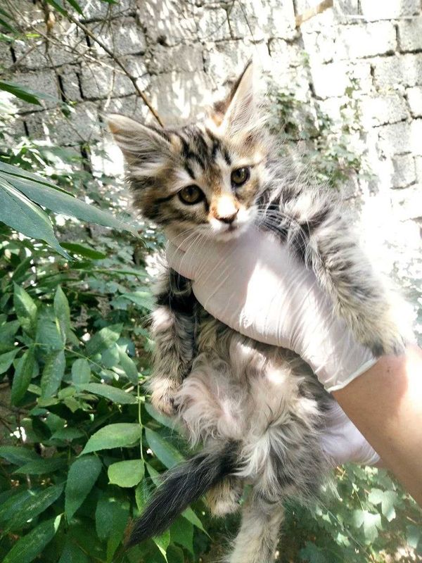 Котята, 2-3 месяца