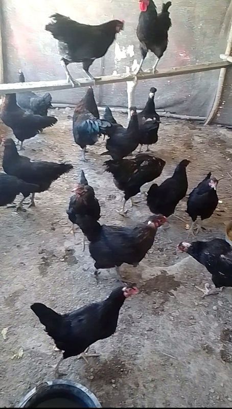Тухум сотилади кора товукларни тухуми хонаки товуклар тухумлари уругли Тухум сотилади кора товукларни тухуми хонаки товуклар тухумлари уругли