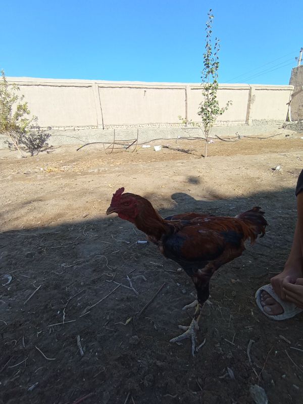 Kulangi Xoʻroz va Tovuqi