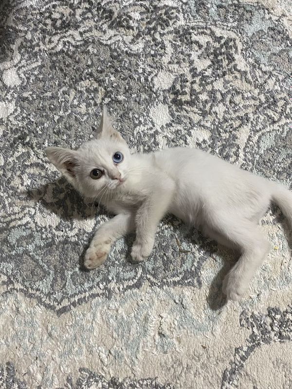 Mushuk (ayol 3 oylik) sotiladi