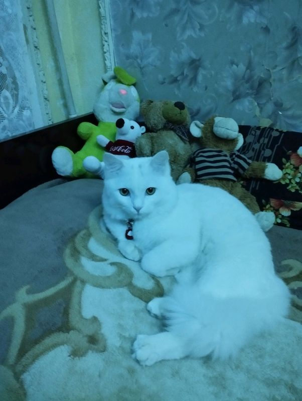 Mushuk sotilati shatlandiskiy erkak 1 yowda Mushuk sotilati shatlandiskiy erkak 1 yowda