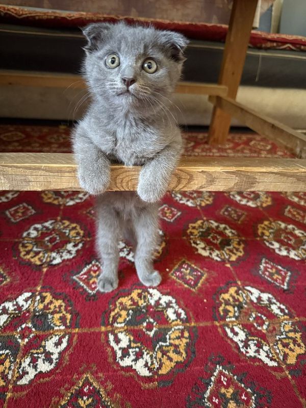 Scottish fold sotiladi 3 oylik