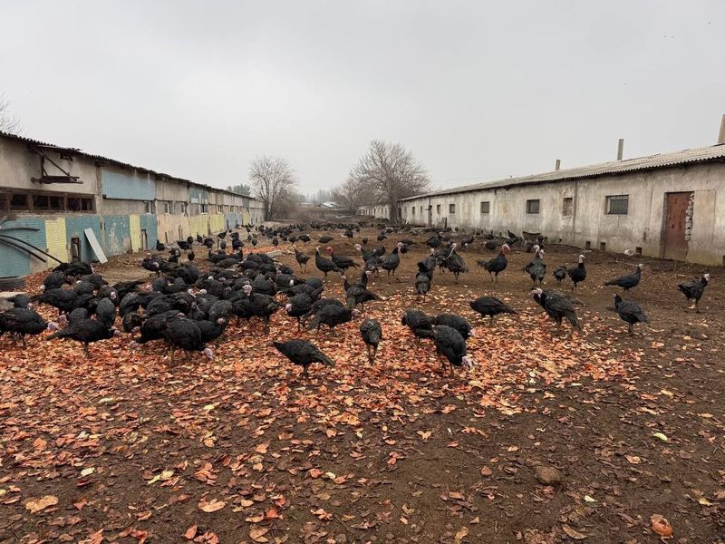 Курка сотилади. Суйиб, тозалаб бериш хизмати бор