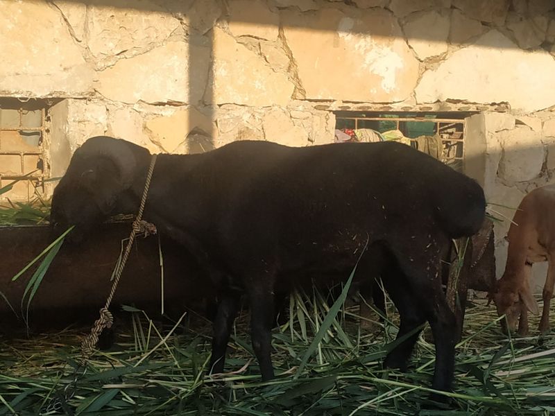 Qoʻchqor sotiladi 2 ta bor duragay, qazoqii Qoʻchqor sotiladi 2 ta bor duragay, qazoqii