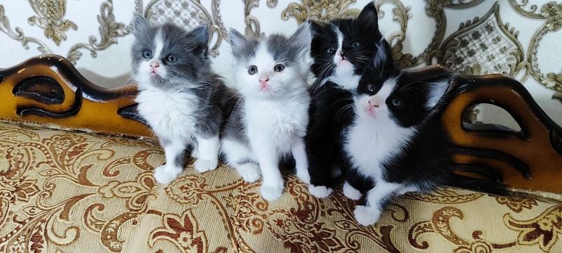2 oylik mushuk bolalari 2 oylik mushuk bolalari