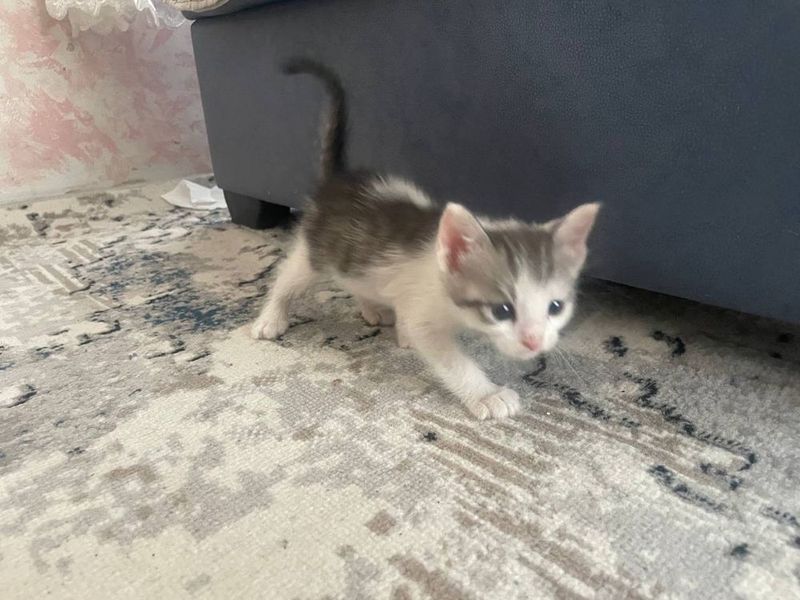 Котята домашний бесплатно на хорошие руки Котята домашний бесплатно на хорошие руки