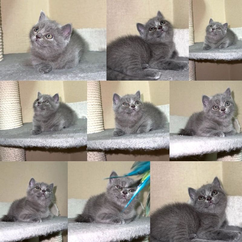 Готовые котята скоттиш-страйт