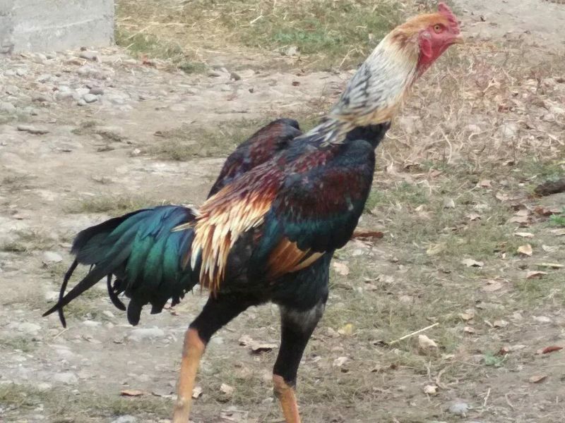 Дакан жужалар бор Дакан жужалар бор