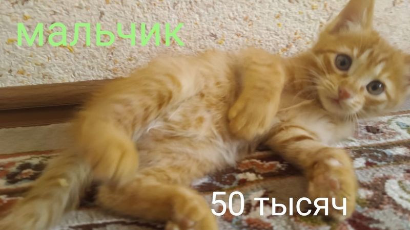 Продаются котята Продаются котята