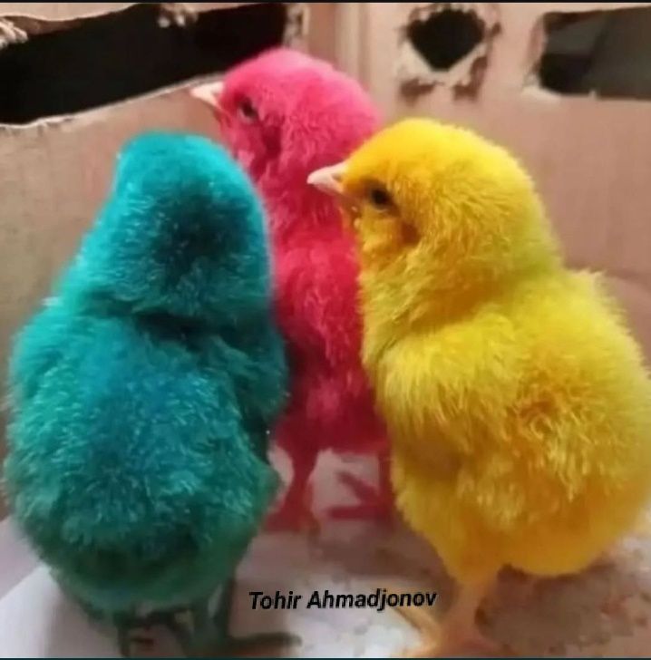 Rangli jujalar sotiladi Rangli jujalar sotiladi