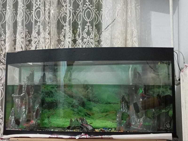Akvarium VA baliq Akvarium VA baliq