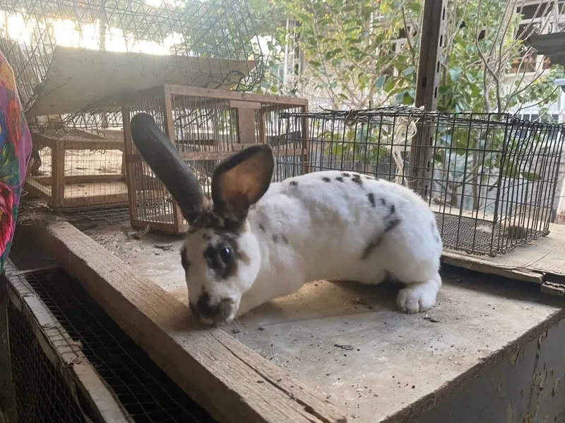 Рекс зотли куйонларимиз сотилади