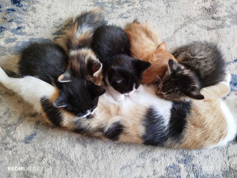 Отдам даром котята Отдам даром котята