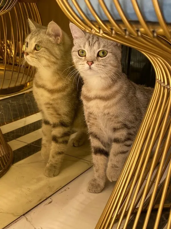 Mushuk 6 oyli yaxshi odamlaga beriladi latok biladi juda aqili t