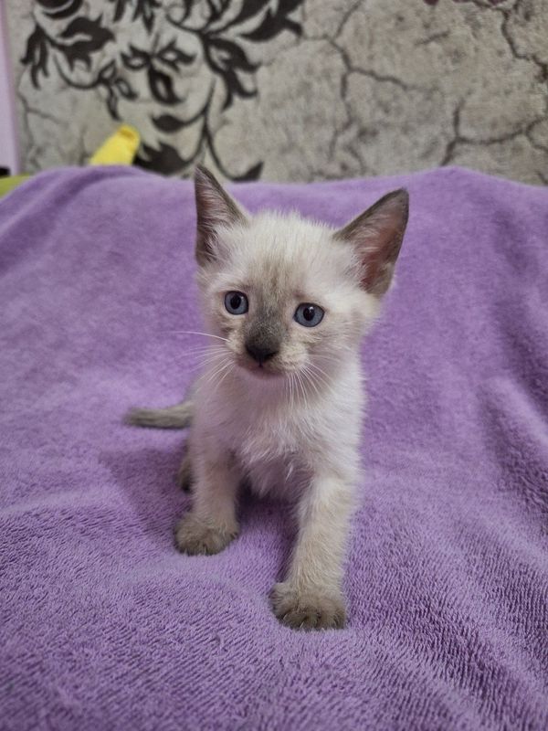 Продаётся котёнок